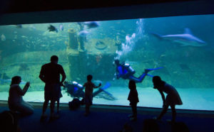 NC Aquarium